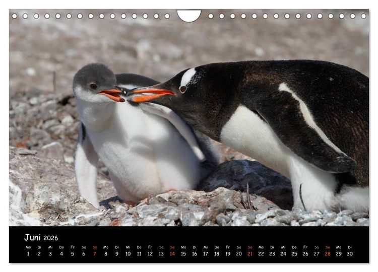 Produktbild: Pinguine aus aller Welt (Wandkalender 2026 DIN A4 quer), CALVENDO Monatskalender