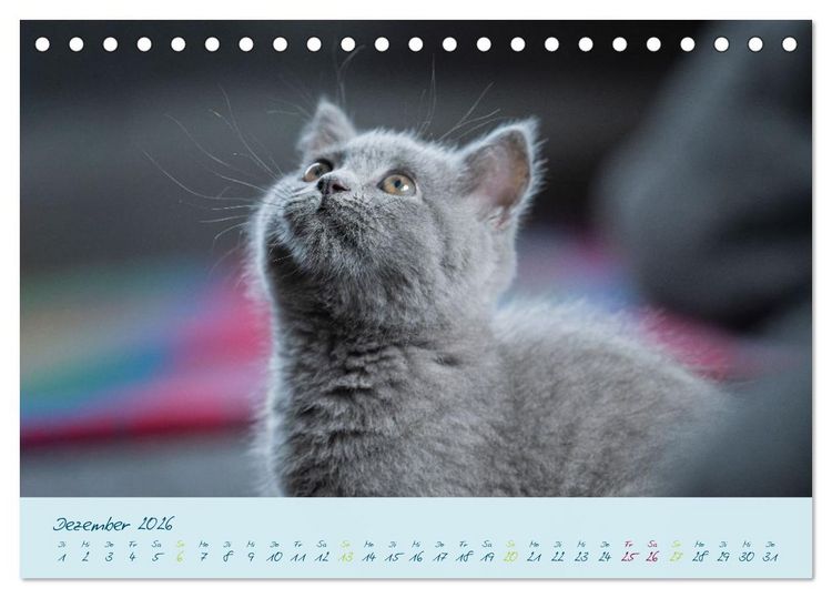 Produktbild: Ein kleiner Kater entdeckt die Welt! (Tischkalender 2026 DIN A5 quer), CALVENDO Monatskalender