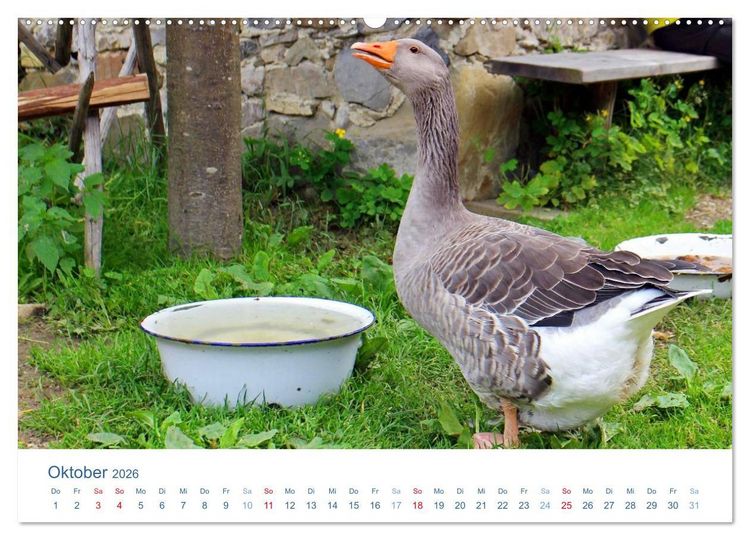 Produktbild: Tierisches Leben auf dem Bauernhof 2026 (Wandkalender 2026 DIN A2 quer), CALVENDO Monatskalender