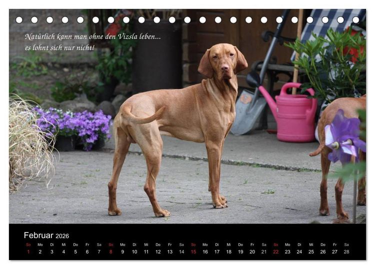 Produktbild: Magyar Vizsla - Zauberhafte Kobolde (Tischkalender 2026 DIN A5 quer), CALVENDO Monatskalender