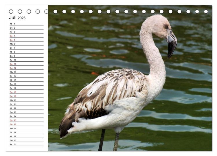 Produktbild: Elegante Flamingo (Tischkalender 2026 DIN A5 quer), CALVENDO Monatskalender