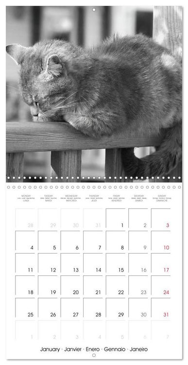 Produktbild: Black and white cat whispers (Wall Calendar 2027 12 &times; 12 Inch) CALVENDO 12 Month Wall Calendar