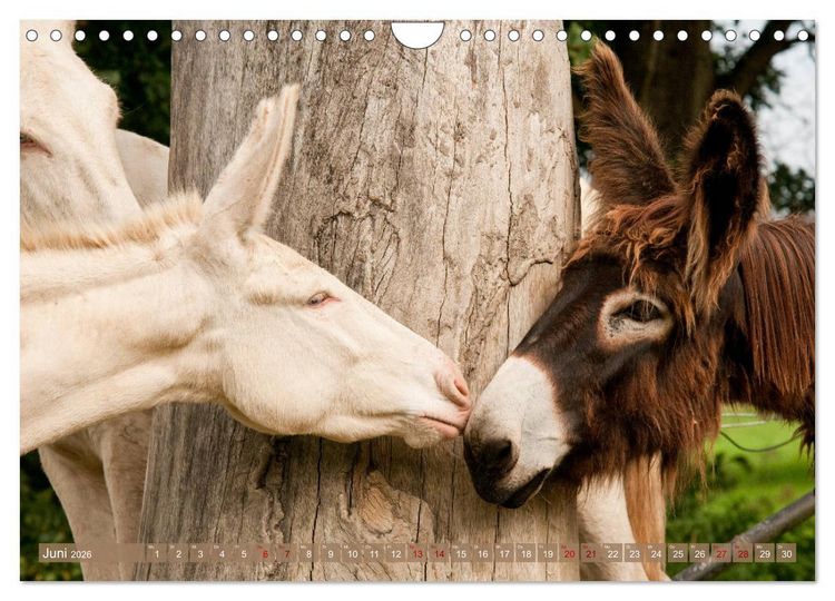 Produktbild: Wei&szlig;e Esel - M&auml;rchenhafte Langohren (Wandkalender 2026 DIN A4 quer), CALVENDO Monatskalender