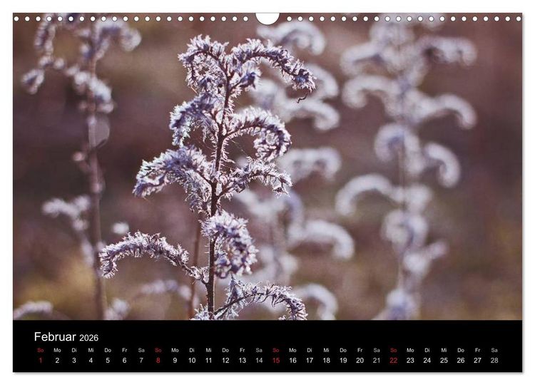 Produktbild: Bl&uuml;tenzauber 2026 (Wandkalender 2026 DIN A3 quer), CALVENDO Monatskalender