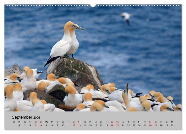 Produktbild: Neufundland 2026 (Wandkalender 2026 DIN A2 quer), CALVENDO Monatskalender