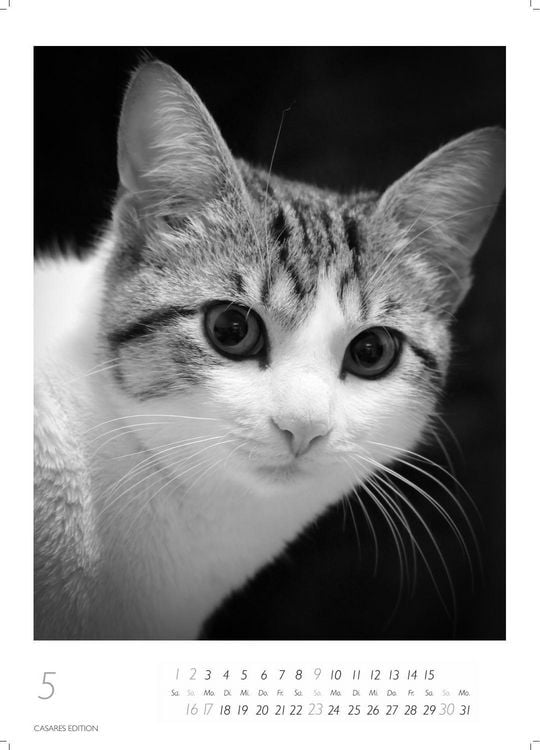Produktbild: Cats schwarz-weiss Kalender 2027 &ndash; Wandkalender | Fotokalender Tierkalender Grosses Format 59x42cm. - Katzenkalender | Perfekt f&uuml;r Katzenliebhaber und Tierkalenderfans