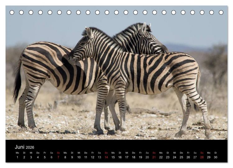 Produktbild: Zebras - Faszination der Streifen (Tischkalender 2026 DIN A5 quer), CALVENDO Monatskalender