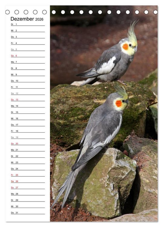 Produktbild: Der Nymphensittich-Terminplaner (Tischkalender 2026 DIN A5 hoch), CALVENDO Monatskalender