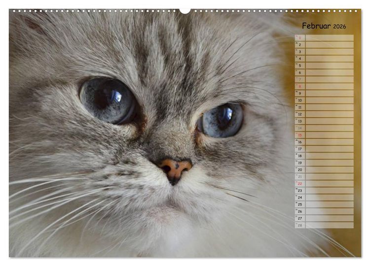 Produktbild: Katzen im Portr&auml;t / Geburtstagskalender (Wandkalender 2026 DIN A2 quer), CALVENDO Monatskalender