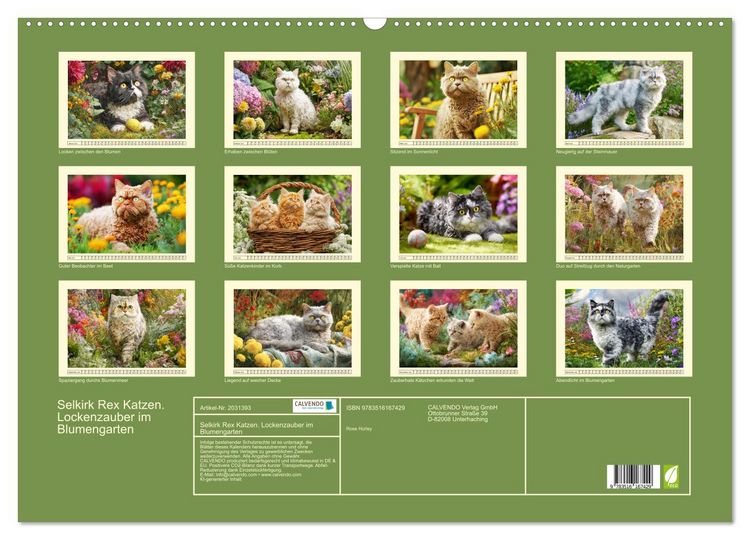 Produktbild: Selkirk Rex Katzen. Lockenzauber im Blumengarten (Wandkalender 2026 DIN A2 quer), CALVENDO Monatskalender