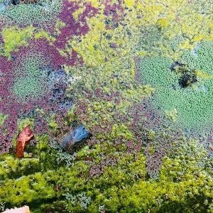 Produktbild: Nestors Nest (LP)