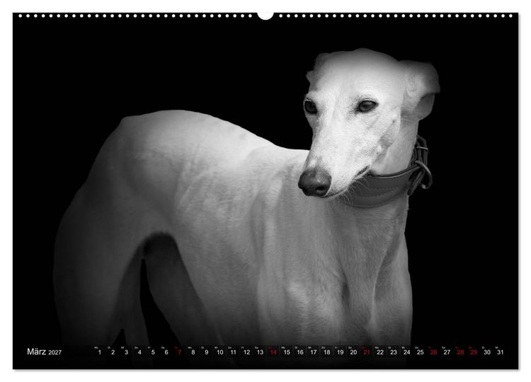 Produktbild: Galgo Espa&ntilde;ol - der spanische Windhund 2027 (Wandkalender 2027 DIN A2 quer), CALVENDO Monatskalender