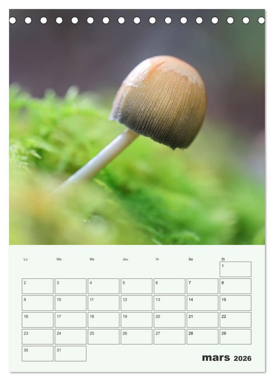 Produktbild: Champignons magiques - Beaut&eacute;s &eacute;ph&eacute;m&egrave;res (Calendrier de bureau 2026 DIN A5 horizontal), CALVENDO calendrier mensuel