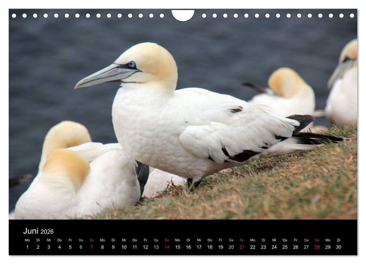Produktbild: Faszinierendes Helgoland (Wandkalender 2026 DIN A4 quer), CALVENDO Monatskalender
