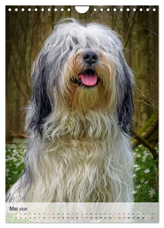 Produktbild: Hunde - treu und ehrlich (Wandkalender 2026 DIN A4 hoch), CALVENDO Monatskalender