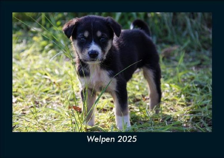 Produktbild: Welpen 2025 Fotokalender DIN A5