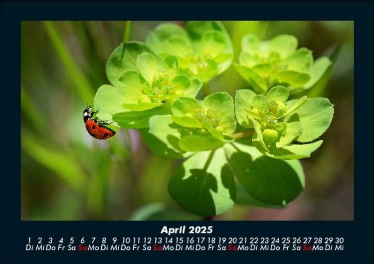 Produktbild: Pflanzen und Bl&uuml;ten 2025 Fotokalender DIN A5