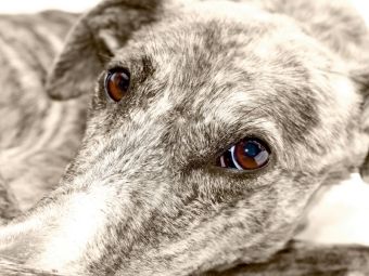 Produktbild: CALVENDO Puzzle Ein Motiv aus dem Kalender Galgo eye-catcher | 1000 Teile Lege-Gr&ouml;&szlig;e 64x48cm Foto-Puzzle f&uuml;r gl&uuml;ckliche Stunden