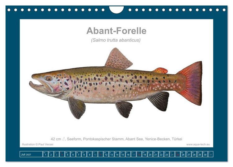 Produktbild: Fisch als Kunst 2027: Seeforellen (Wandkalender 2027 DIN A4 quer), CALVENDO Monatskalender