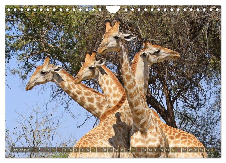 Produktbild: Giraffen - Sanftheit und Anmut (Wandkalender 2026 DIN A4 quer), CALVENDO Monatskalender