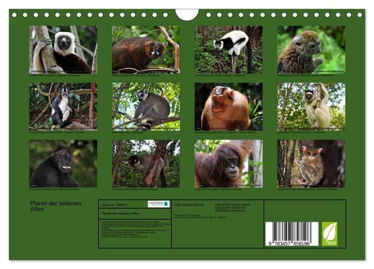 Produktbild: Planet der seltenen Affen (Wandkalender 2026 DIN A4 quer), CALVENDO Monatskalender