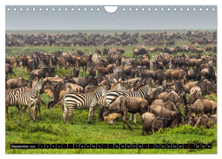 Produktbild: Tansania - Tierwanderung in der Serengeti (Wandkalender 2026 DIN A4 quer), CALVENDO Monatskalender