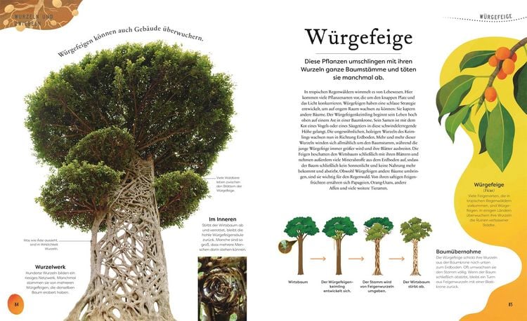Produktbild: Gro&szlig;e und kleine Sch&auml;tze der Natur. Pflanzen