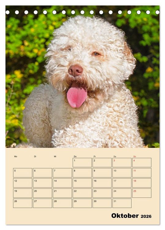 Produktbild: Jahresplaner Lagotto Romagnolo (Tischkalender 2026 DIN A5 hoch), CALVENDO Monatskalender