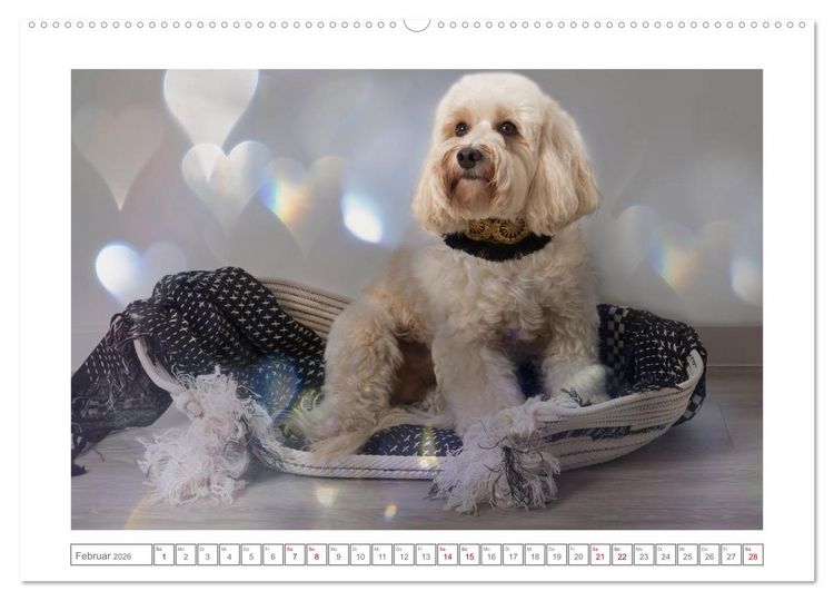 Produktbild: Maltipoo - Malteser -Pudel (Wandkalender 2026 DIN A2 quer), CALVENDO Monatskalender