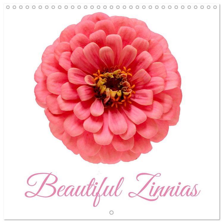 Produktbild: Beautiful Zinnias (Wall Calendar 2026 12 &times; 12 Inch) CALVENDO 12 Month Wall Calendar