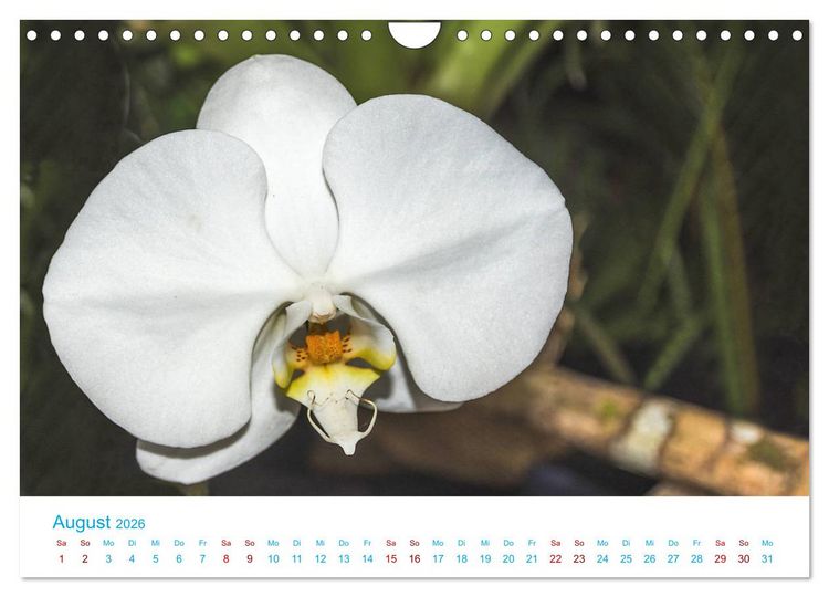Produktbild: Die K&ouml;nigin der Blumenwelt, die Orchidee (Wandkalender 2026 DIN A4 quer), CALVENDO Monatskalender