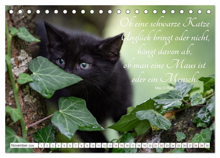 Produktbild: Kitten auf Entdeckungsreise (Tischkalender 2026 DIN A5 quer), CALVENDO Monatskalender