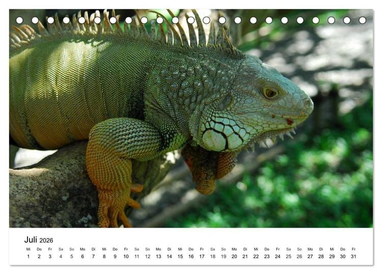 Produktbild: Faszination - Echsen (Tischkalender 2026 DIN A5 quer), CALVENDO Monatskalender