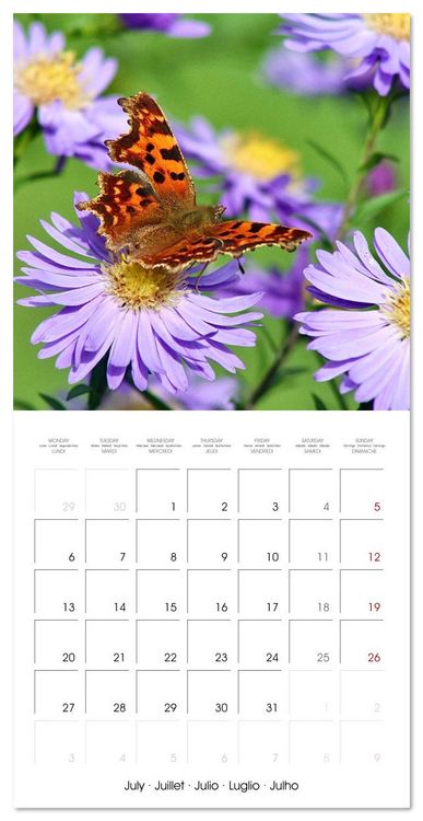 Produktbild: Gentle butterflies (Wall Calendar 2026 12 &times; 12 Inch) CALVENDO 12 Month Wall Calendar