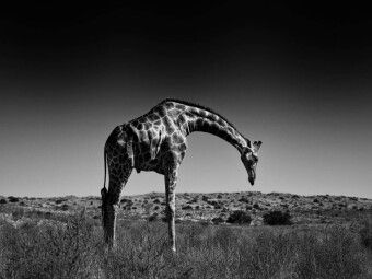 Produktbild: CALVENDO Puzzle Giraffe | 1000 Teile Lege-Gr&ouml;&szlig;e 64x48cm Foto-Puzzle f&uuml;r gl&uuml;ckliche Stunden