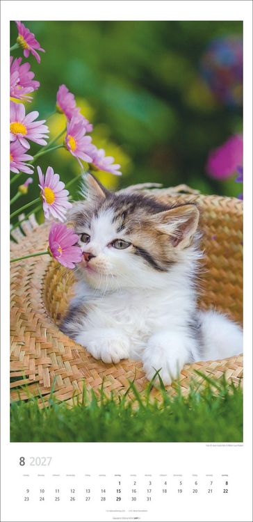 Produktbild: Katzen Kalender 2027
