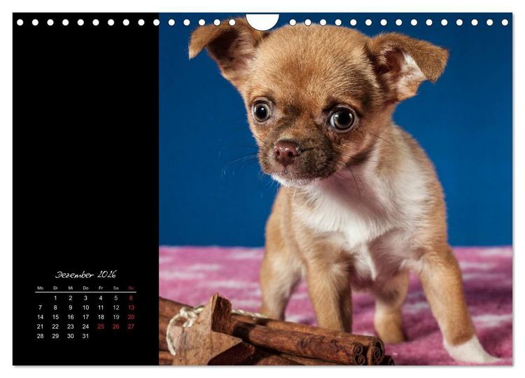 Produktbild: Chihuahua Welpen und Freunde (Wandkalender 2026 DIN A4 quer), CALVENDO Monatskalender