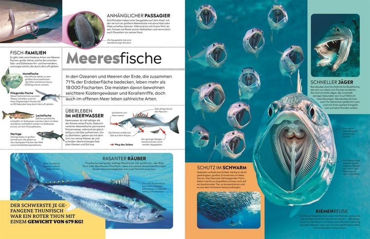 Produktbild: Memo Wissen. Tiere