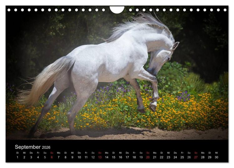 Produktbild: Spaniens stolze Pferde (Wandkalender 2026 DIN A4 quer), CALVENDO Monatskalender