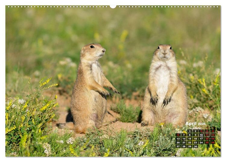 Produktbild: American Wildlife (hochwertiger Premium Wandkalender 2026 DIN A2 quer), Kunstdruck in Hochglanz