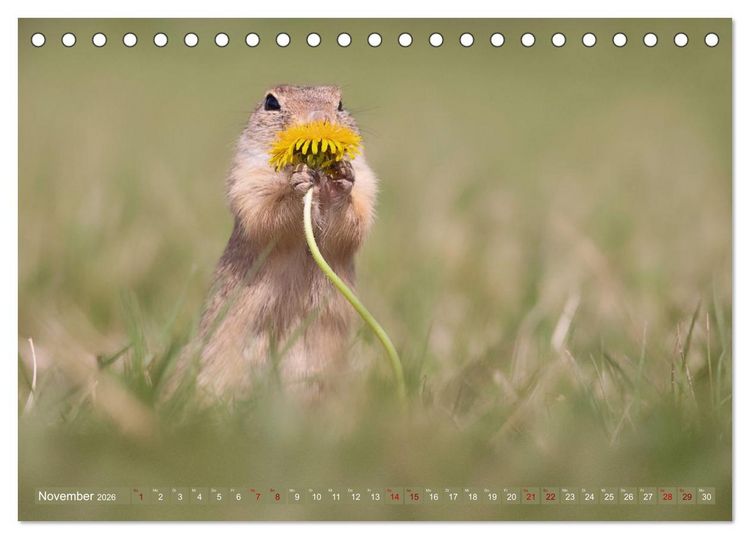 Produktbild: Zauberhafte Ziesel (Tischkalender 2026 DIN A5 quer), CALVENDO Monatskalender