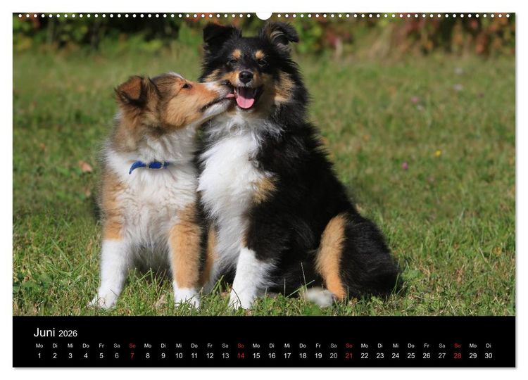 Produktbild: Shelties 2026 (Wandkalender 2026 DIN A2 quer), CALVENDO Monatskalender