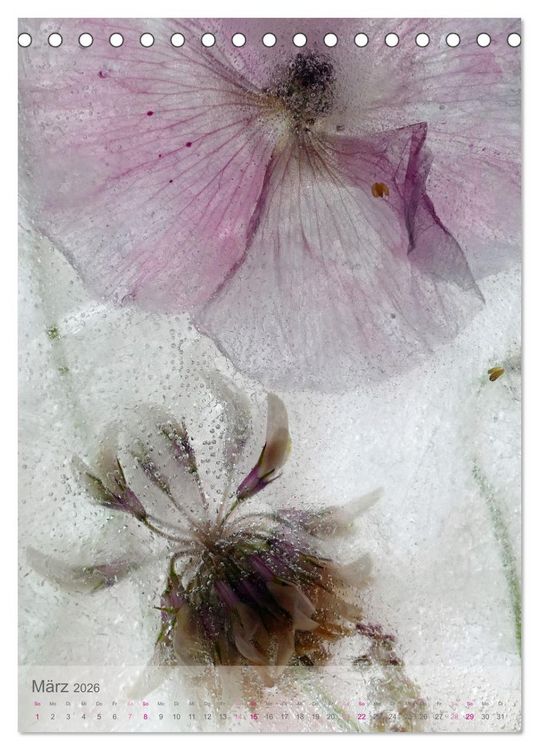 Produktbild: Blumen in Eis (Tischkalender 2026 DIN A5 hoch), CALVENDO Monatskalender
