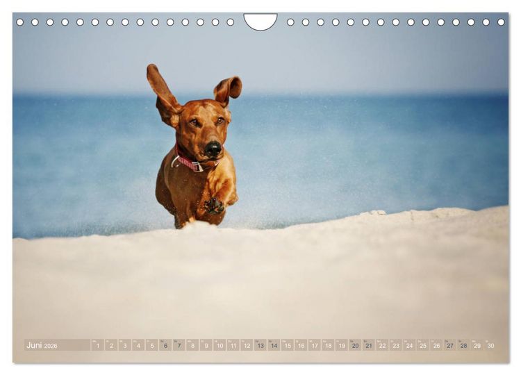 Produktbild: Die Dackel daggeln.... (Wandkalender 2026 DIN A4 quer), CALVENDO Monatskalender