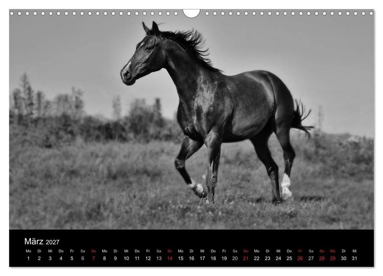 Produktbild: Pferde 2027 Wild Thing (Wandkalender 2027 DIN A3 quer), CALVENDO Monatskalender