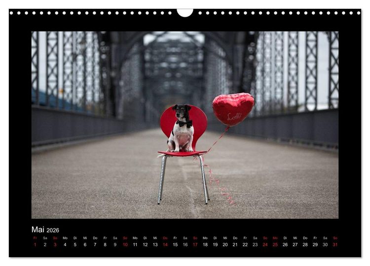 Produktbild: Jack Russell Terrier.....Ein Verwandlungsk&uuml;nstler namens Jake (Wandkalender 2026 DIN A3 quer), CALVENDO Monatskalender