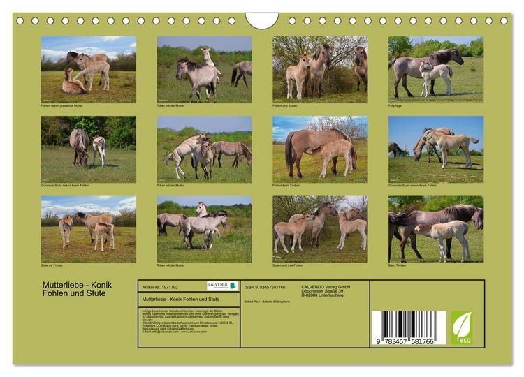 Produktbild: Mutterliebe - Konik Fohlen und Stute (Wandkalender 2026 DIN A4 quer), CALVENDO Monatskalender