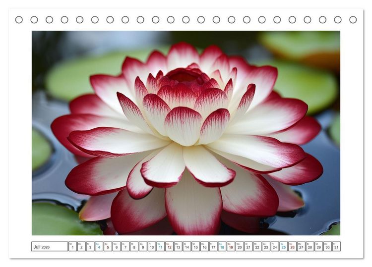 Produktbild: Lichtspiel der Seerosen (Tischkalender 2026 DIN A5 quer), CALVENDO Monatskalender