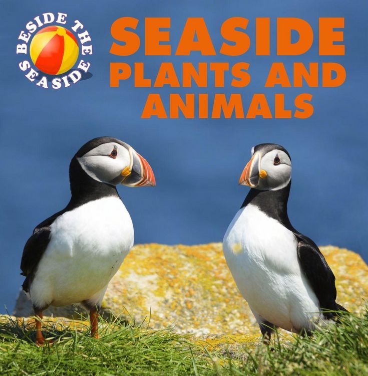 Produktbild: Beside the Seaside: Seaside Plants and Animals
