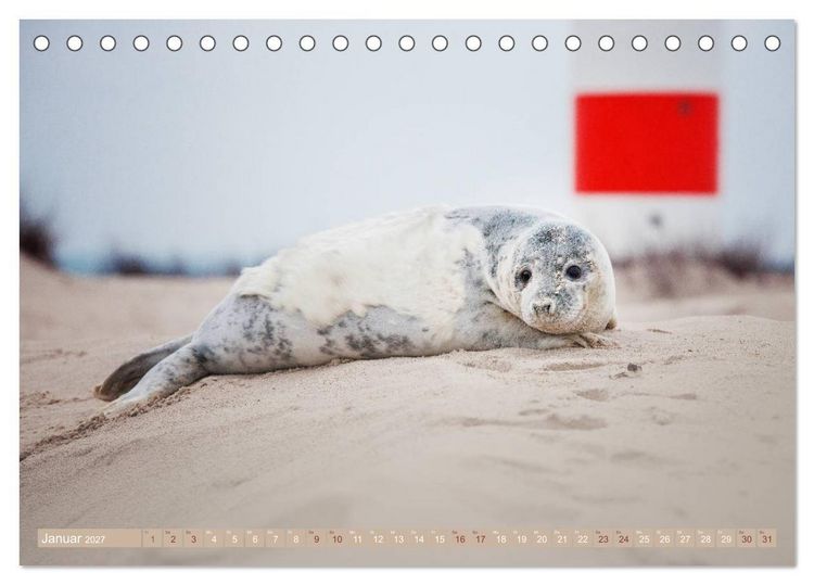 Produktbild: Kegelrobben - Die Kegelrobben von Helgoland (Tischkalender 2027 DIN A5 quer), CALVENDO Monatskalender